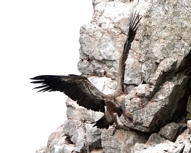 Griffon vulture